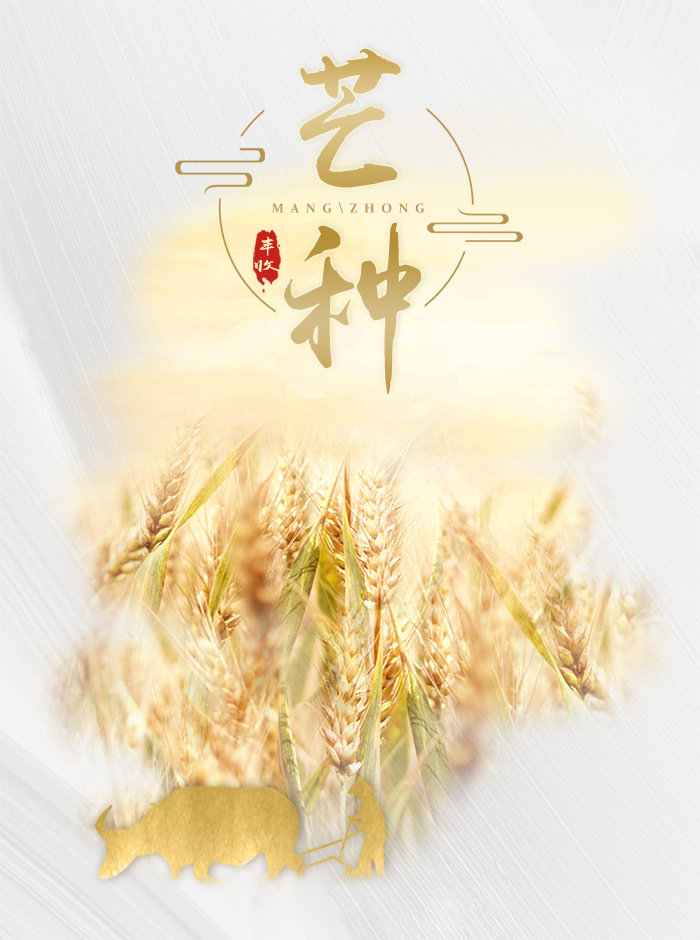 芒种